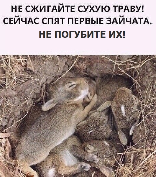 Не жгите сухую траву!!!