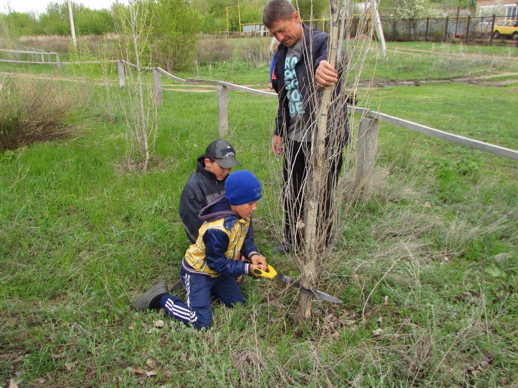 Новые тополя в Аллее СПОРТА